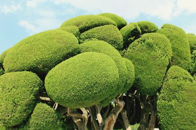 Close-up of green plant growing on field against sky