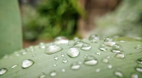 Close-up of water drops on leaves