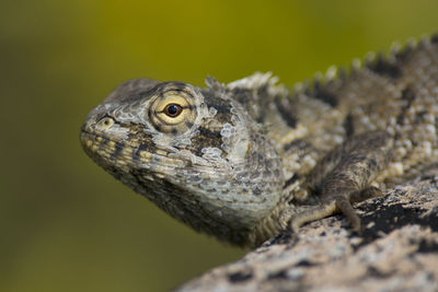 Close-up of a lizard