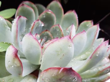 Close-up of wet succulent plant