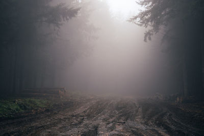 Undergrowth in the mist in autumn, a disturbing atmosphere