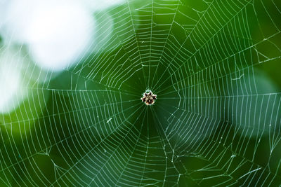 Close-up of spider on web against blurred background