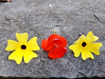 High angle view of yellow flowers