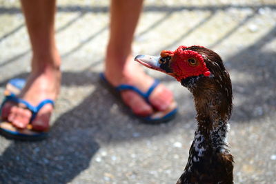 Close-up of bird