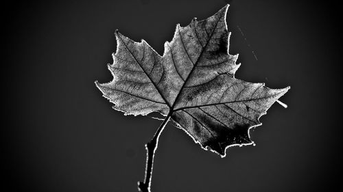 Close-up of maple leaves on water
