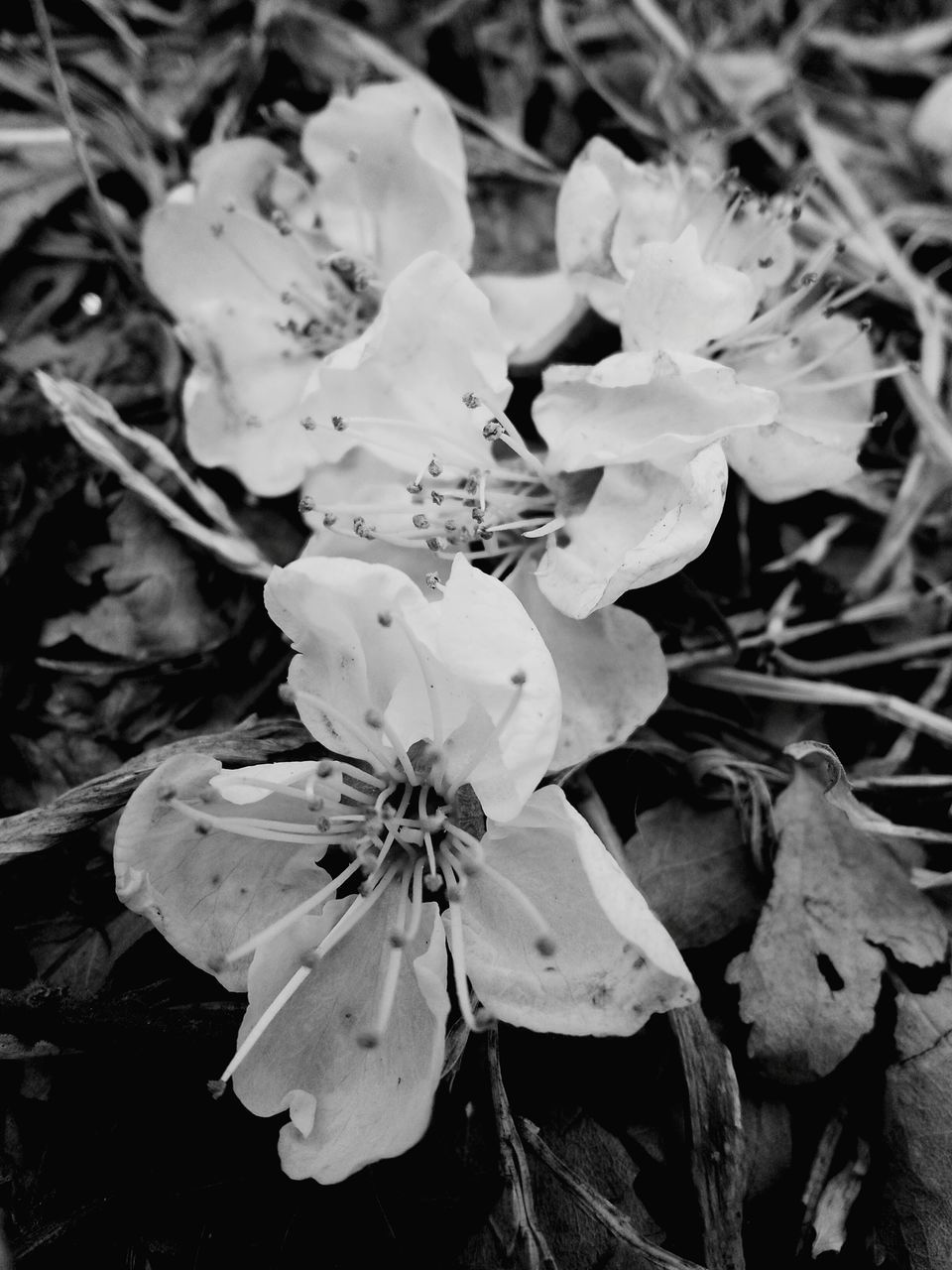 flower, nature, beauty in nature, growth, fragility, blossom, petal, no people, outdoors, plant, flower head, close-up, day, freshness