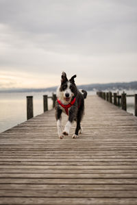 Dog standing on pier at lake against sky