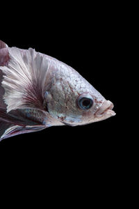Close-up of fish against black background