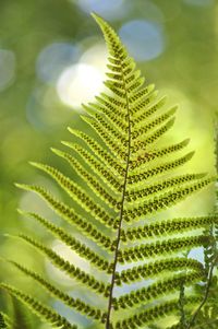 Close-up of leaves