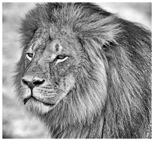 Close-up of lion in hwange national park