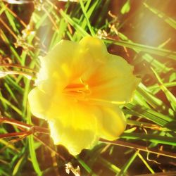 Close-up of yellow flowers