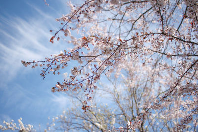Low angle view of cherry blossom tree against sky