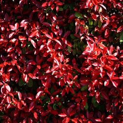 Full frame shot of red flowering plant