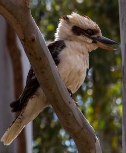 Close-up of bird perching on a tree