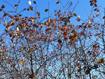 Low angle view of flowering tree against clear blue sky