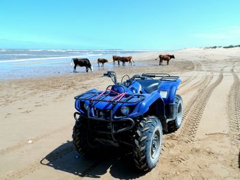 Quadbike and cows at beach against blue sky on sunny day