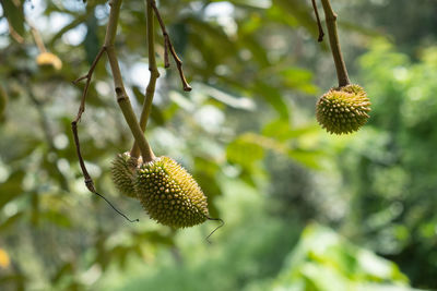 Low angle view of fruit growing on tree