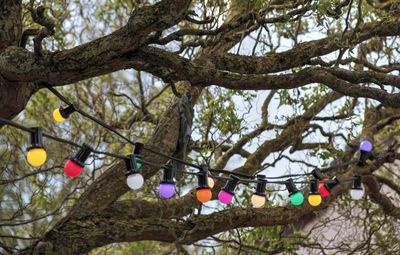Low angle view of hanging tree