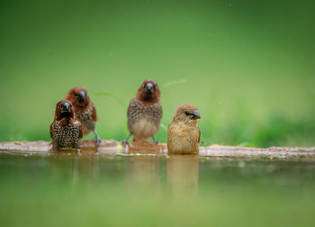 Ducks swimming in lake