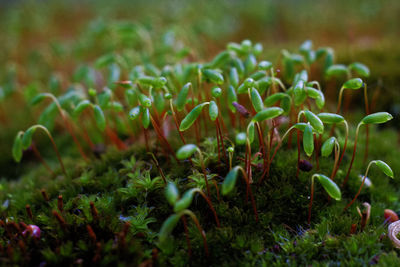 Close-up of plants growing on field