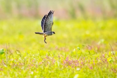 Bird flying over a field