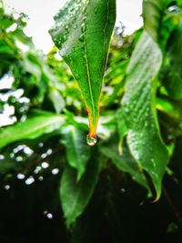 Close-up of water drops on leaves
