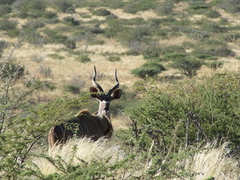 Greater kudu antelope 
