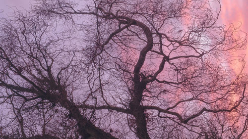 Low angle view of silhouette bare tree against sky