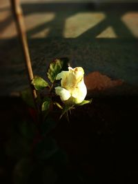 High angle view of rose blooming outdoors