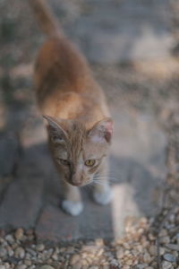Close-up of a cat looking away
