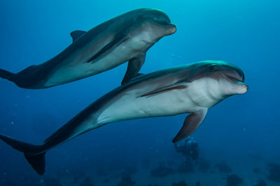 Dolphins swimming with divers in the red sea, eilat israel a.e