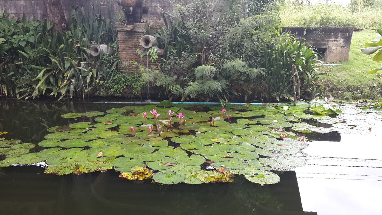 plant, pond, water, nature, growth, leaf, water lily, plant part, flower, garden, day, green, beauty in nature, no people, floating, reflection, aquatic plant, floating on water, architecture, flowering plant, built structure, tree, outdoors, backyard, tranquility, lily, building exterior, lotus water lily, freshness