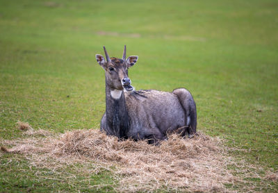 Portrait of deer on field