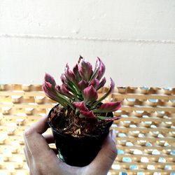 Close-up of hand holding flower pot