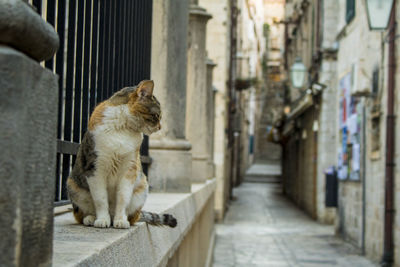 Cat looking away in alley amidst buildings in dubrovnik city