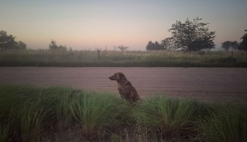 Dog on field by lake against sky during sunset