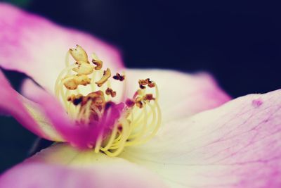 Close-up of spider on pink orchid