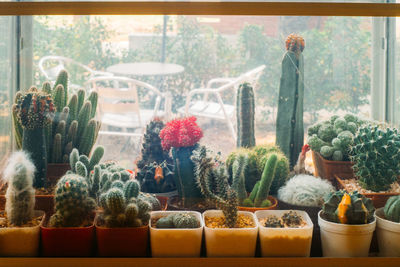 Close-up of potted plants on table against window