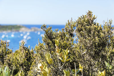 Close-up of flowering plant against clear sky