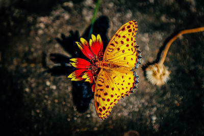 Close-up of butterfly on yellow leaf