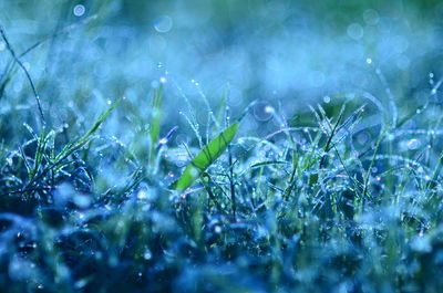 Raindrops on grass