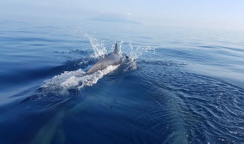 Aerial view of sea and dolphin against sky 