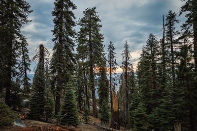 Pine trees in forest against sky