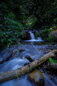 Scenic view of waterfall in forest