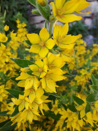 Close-up of yellow flowers