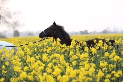 View of yellow flowers on field