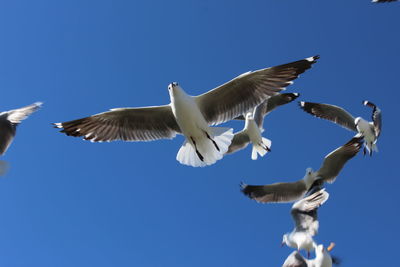 Low angle view of birds flying against clear blue sky