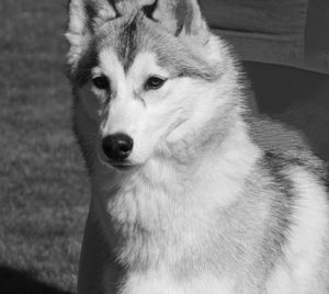 Close-up portrait of a dog