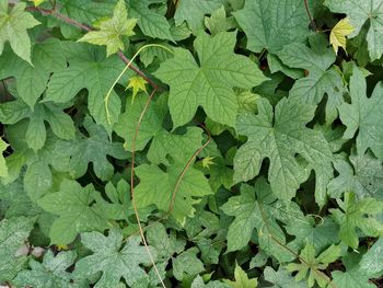 Full frame shot of leaves on plant