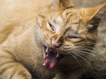 Close-up of cat